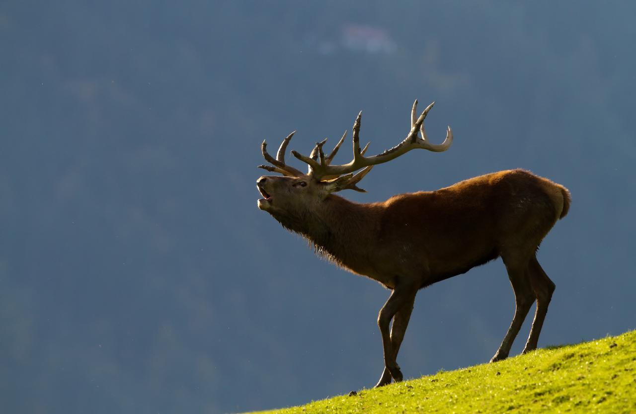 Hotel Haus Treffer Kirchdorf in Tirol Exteriér fotografie